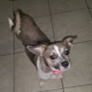 Meet your Posher, Bailey